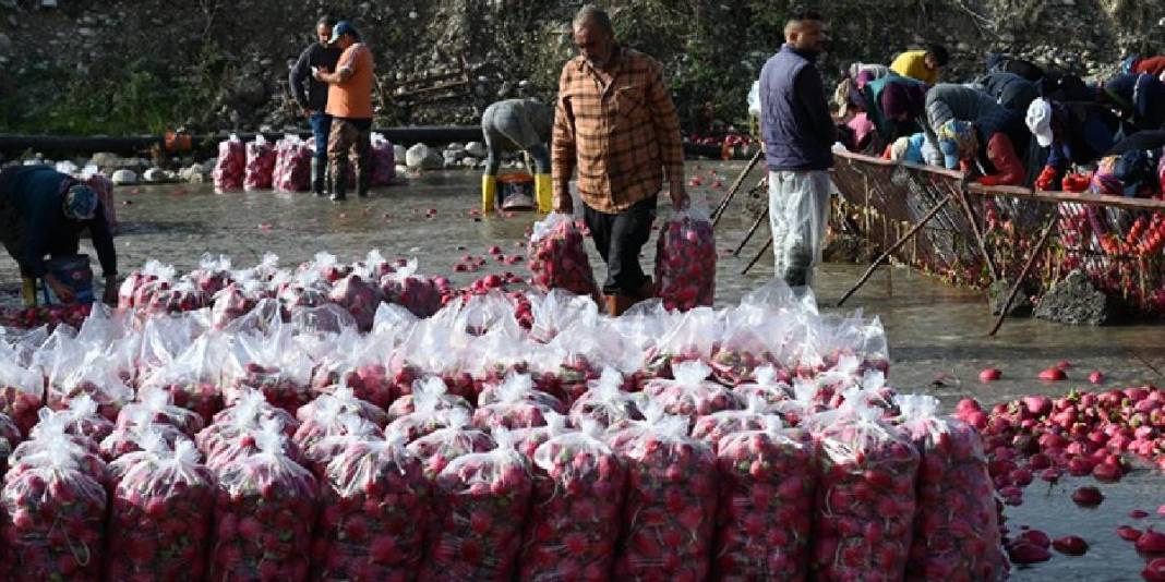 Dondurucu suyun içinde zorlu mesai! Hasat yapılıyor, çamurdan arındırılıyor: İşçiler el emeğiyle zorluğun üstesinden geliyor 4